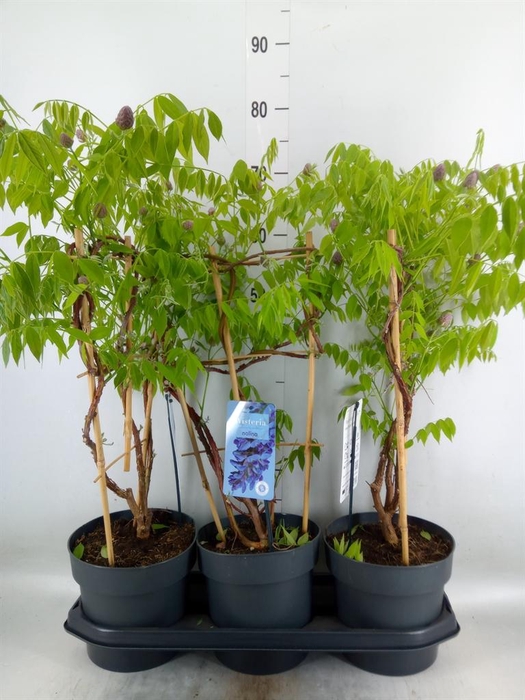 <h4>Wisteria frutes. 'Amethyst Falls'</h4>