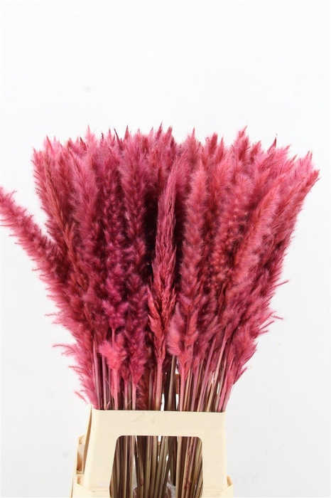 <h4>Df Pampas Silvy O.pink</h4>