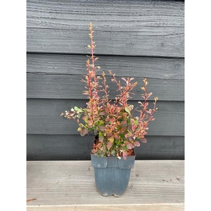 Berberis thunbergii 'Rose Glow' P17