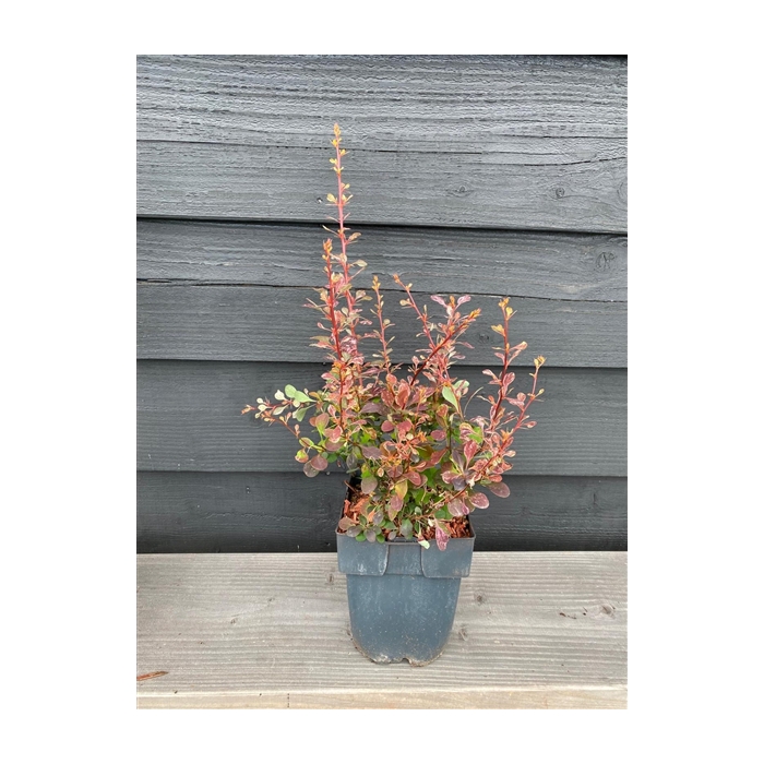 <h4>Berberis thunbergii 'Rose Glow' P17</h4>