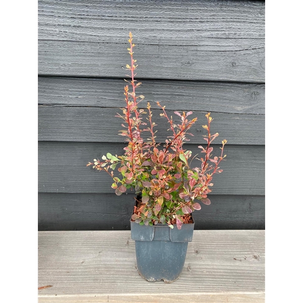 <h4>Berberis thunbergii 'Rose Glow' P17</h4>