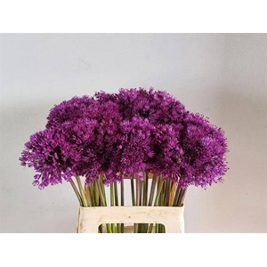 ALLIUM GIGANTEUM