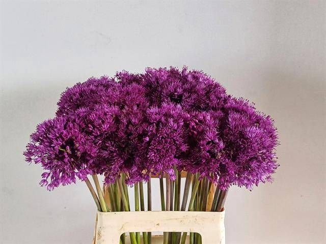 <h4>ALLIUM GIGANTEUM</h4>