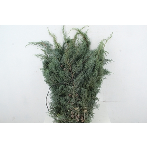 CUPRES AR GLAUCA PER BUNCH