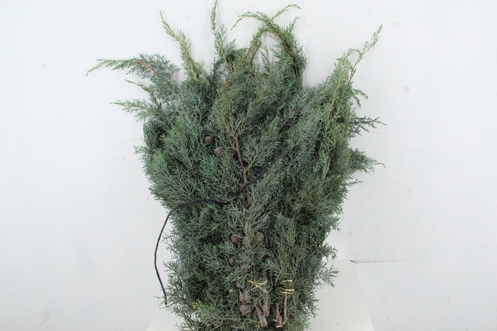 <h4>CUPRES AR GLAUCA PER BUNCH</h4>