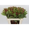 Protea Robijn