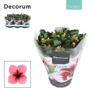 Kalanchoe Decorum Tiger - Pink Single