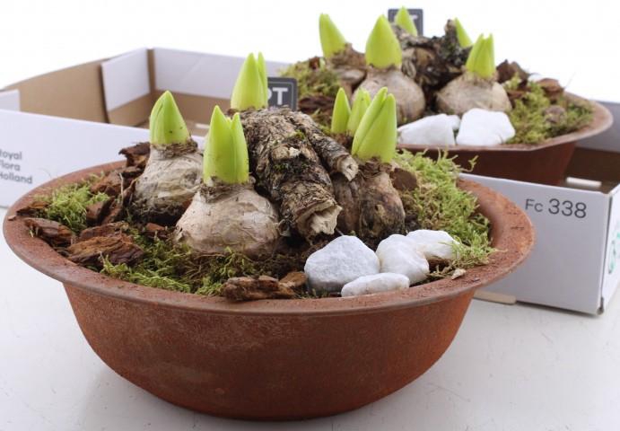 <h4>ARR HYACINTH</h4>