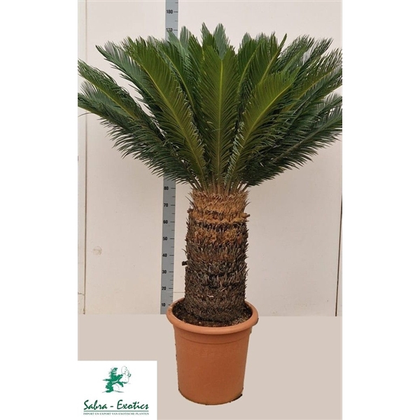 <h4>Cycas revoluta</h4>