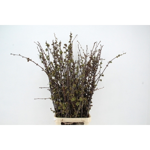 KERSENBLOESEM GROF PER STEM 140CM