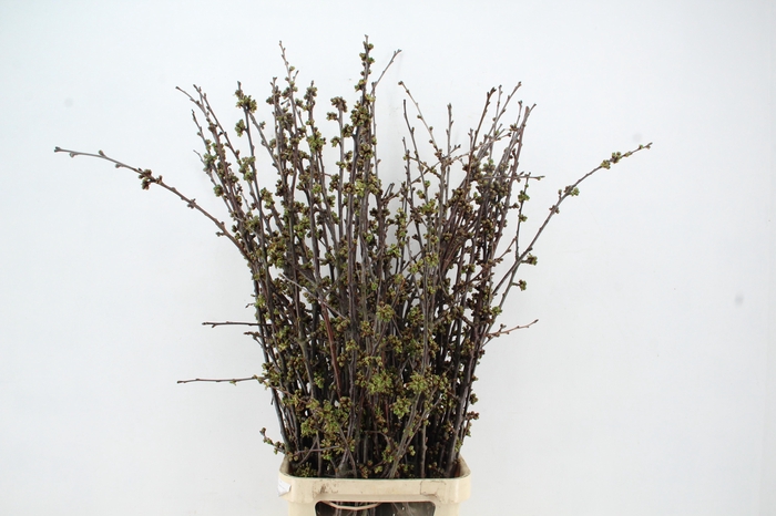 <h4>KERSENBLOESEM GROF PER STEM 140CM</h4>