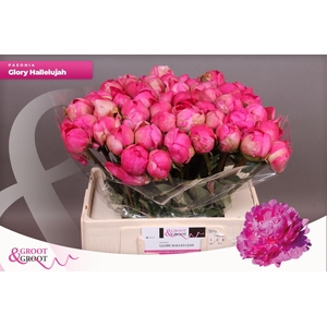 Paeonia Glory Hallelujah | Heavy Quality