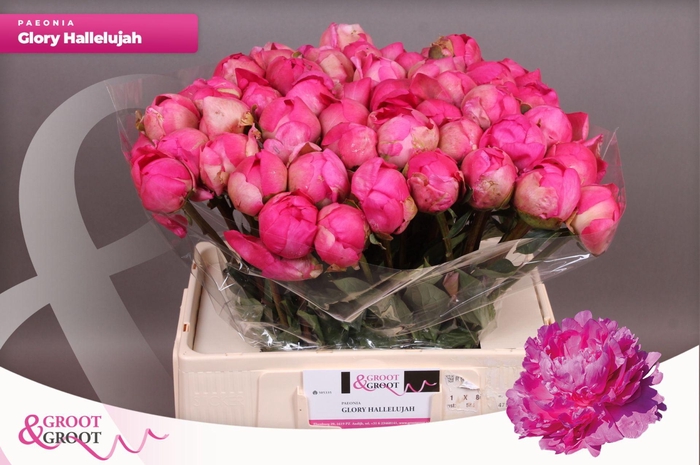 <h4>Paeonia Glory Hallelujah | Heavy Quality</h4>