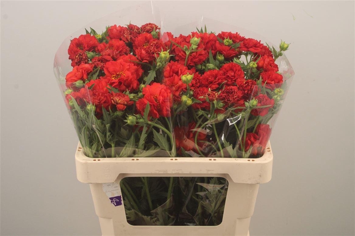 <h4>Geum Firestarter</h4>