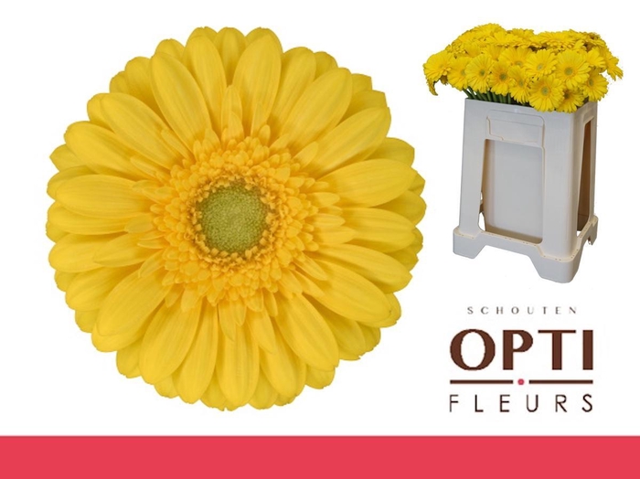 <h4>Germini Emoji Water</h4>