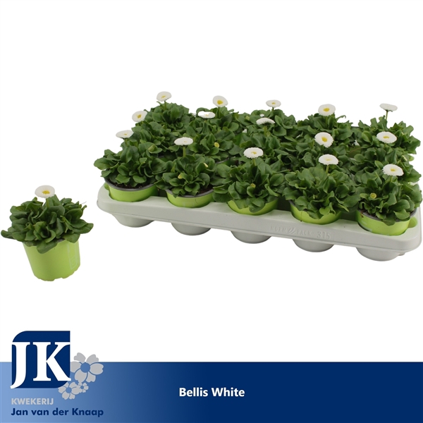 <h4>Bellis White p10.5</h4>