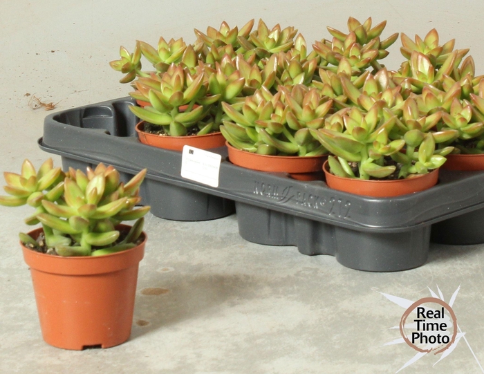 <h4>SEDUM OVERIG</h4>