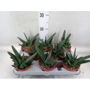 Gasteria carinata var. verrucosa