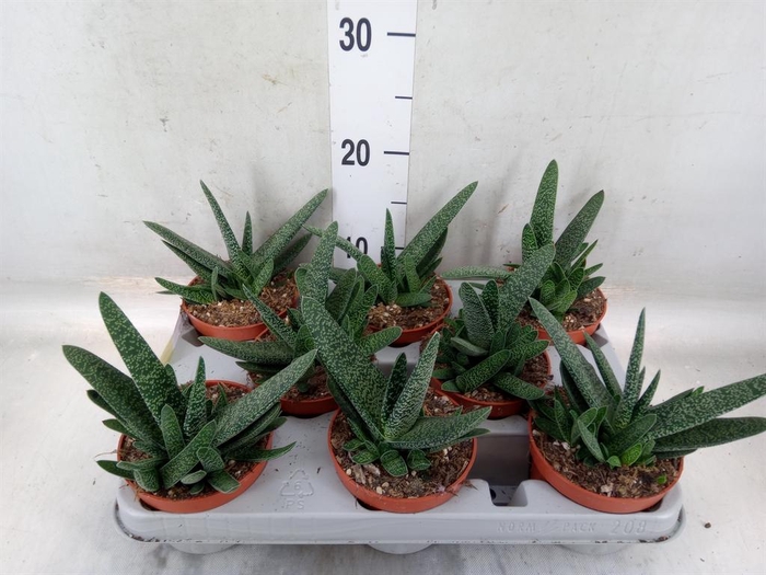 <h4>Gasteria carinata var. verrucosa</h4>