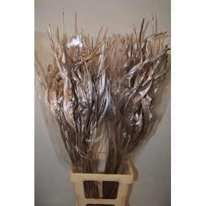 Dried Strelitziablad Champagne P Stem