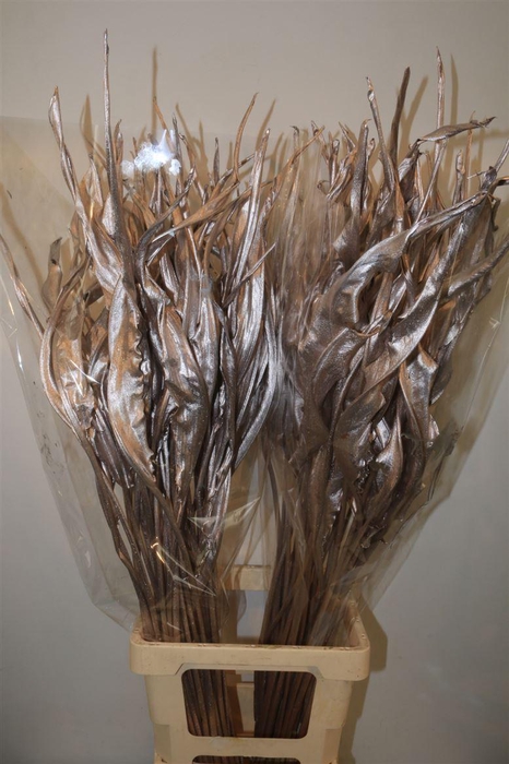 <h4>Dried Strelitziablad Champagne P Stem</h4>