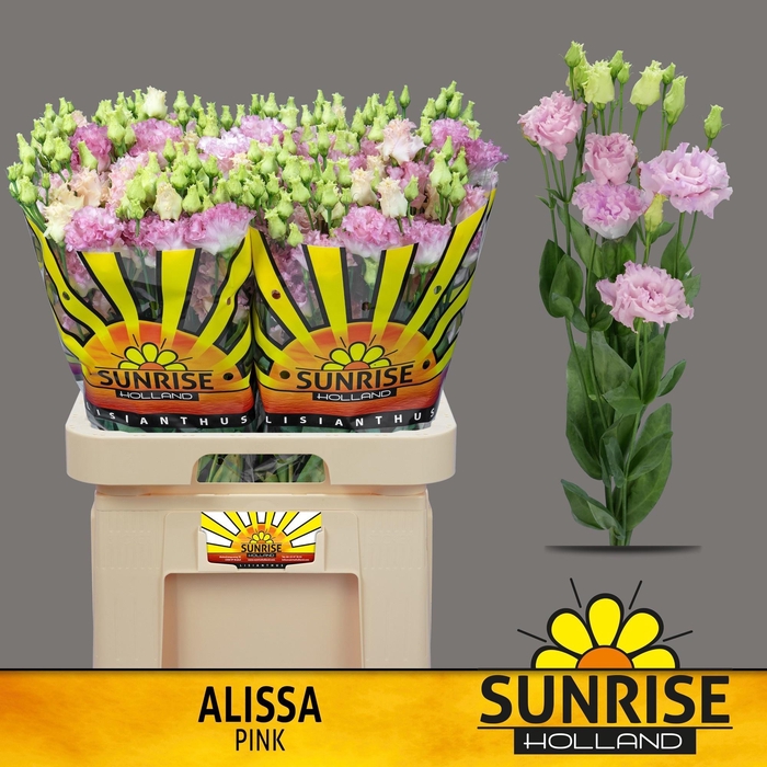 <h4>EUS G ALISSA PINK</h4>