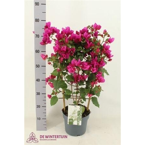 Bougainv Sanderiana