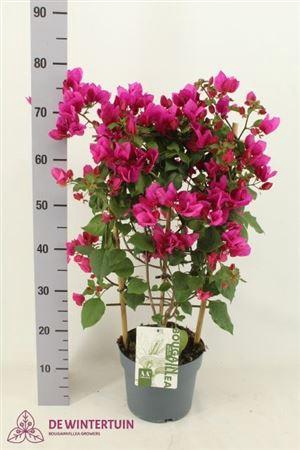 <h4>Bougainv Sanderiana</h4>