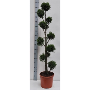 Thuja oc. Smaragd, pon-pon vorm 140-160 cm - 17 liter deco