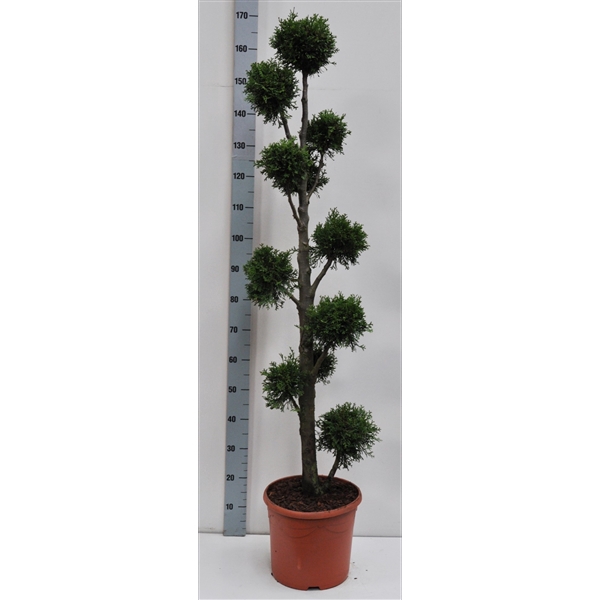 <h4>Thuja oc. Smaragd, pon-pon vorm 140-160 cm - 17 liter deco</h4>