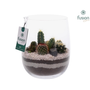 Glazen vaas met Cactussen