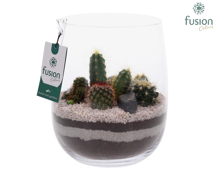 <h4>Glazen vaas met Cactussen</h4>