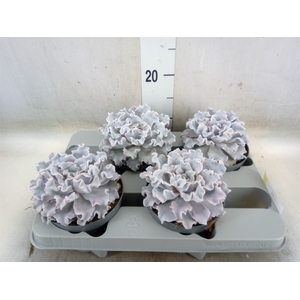 Echeveria   ...