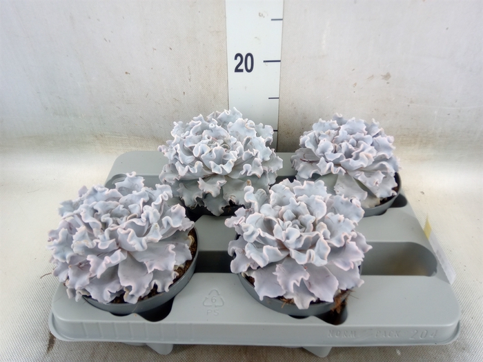 <h4>Echeveria   ...</h4>