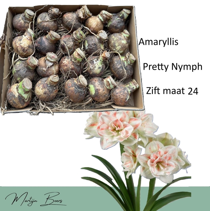 <h4>HIPP DG NYMPH</h4>