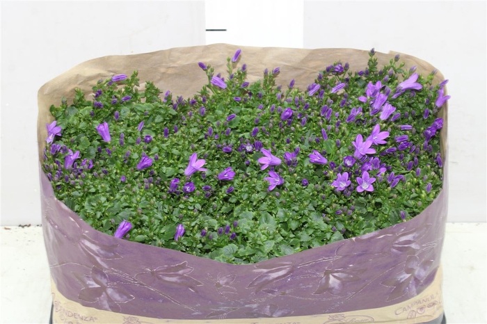 <h4>Campanula Port Blueone</h4>