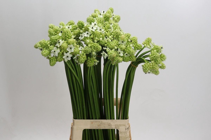 <h4>Ornithogalum saundersiae</h4>