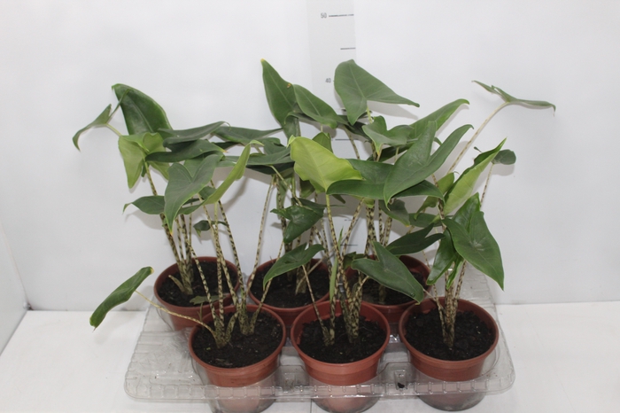 <h4>ALOCASIA ZEBRINA P15</h4>