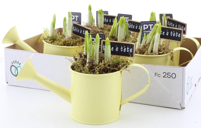 <h4>ARR N TETE A TETE</h4>