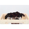 Cosmos Black Beauty