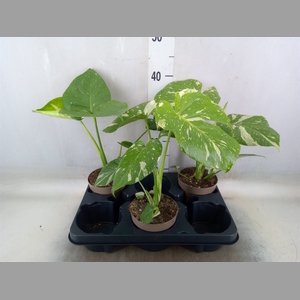 Monstera delic. 'Thai Constellatio'