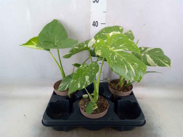 <h4>Monstera delic. 'Thai Constellatio'</h4>