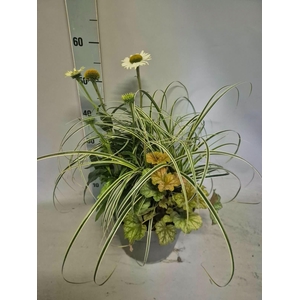 VASTE PL GEM IN POT