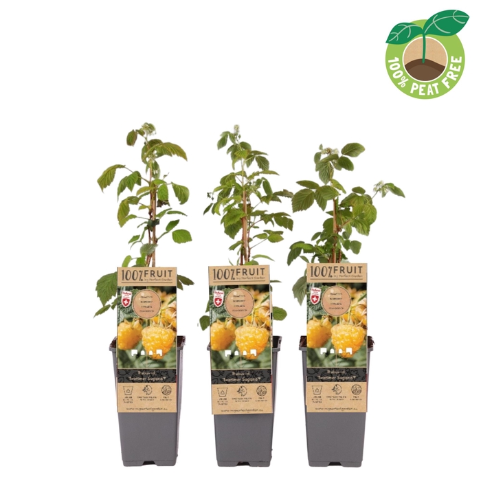 <h4>Rubus Idaeus Twotimer Sugana Yellow</h4>