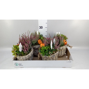 Arr.   Tuinplanten L%