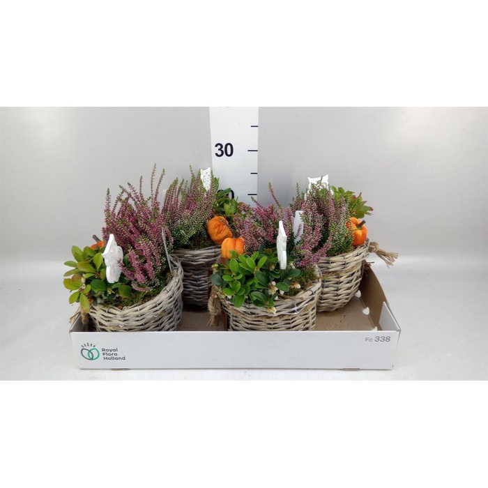 <h4>Arr.   Tuinplanten L%</h4>