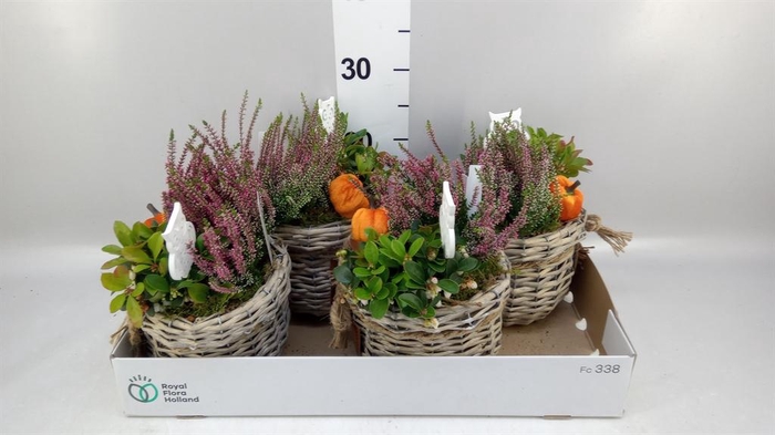 <h4>Arr.   Tuinplanten L%</h4>