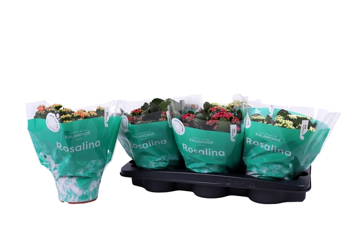<h4>Kalanchoe Rosalina 15cm mix</h4>