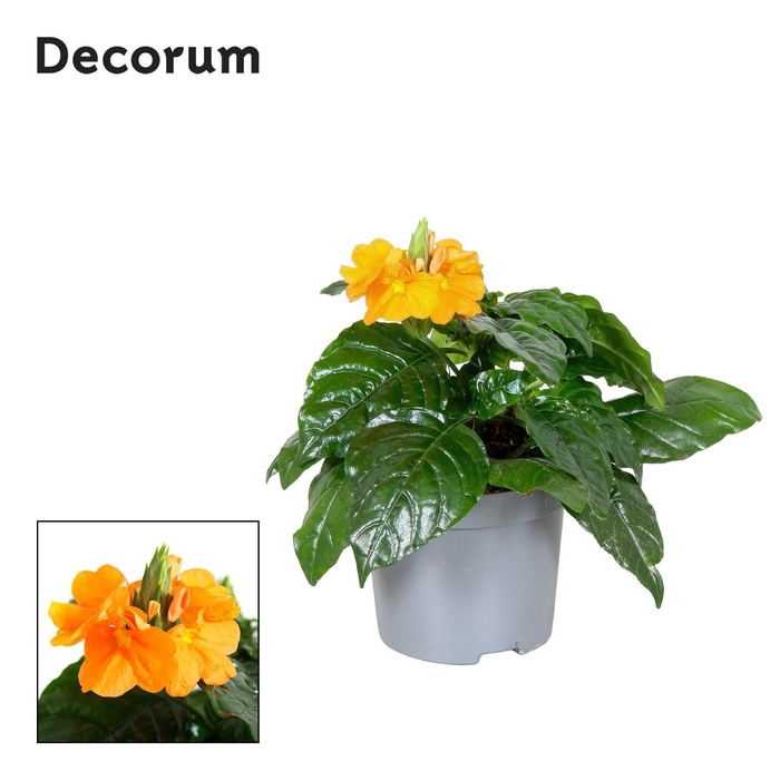 <h4>Crossandra Fortuna 9 cm Decorum</h4>