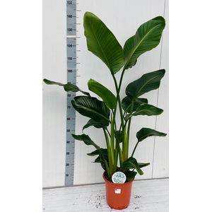 STRELITZIA NICOLAI